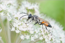 <p>KUTILKA OBECNÁ (Sphex funerarius) ---- /golden digger wasp - Heuschreckensandwespe/</p>